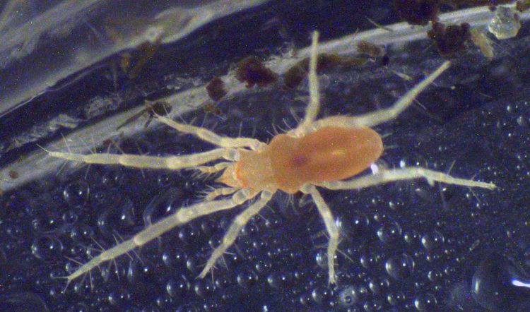 photo of a small mite originally found in moss