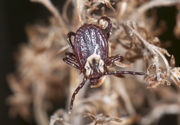 photo of an American Dog Tick (Dermacentor variabilis) questing (waving legs) for a potential host