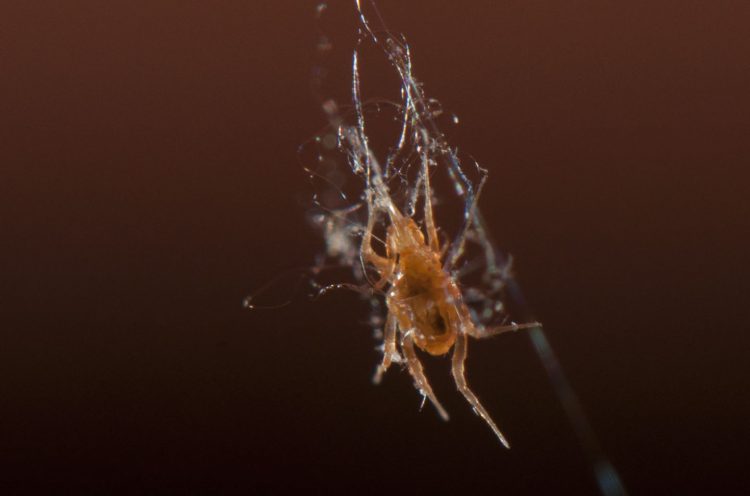 photo of a small mine at edge of spider's web