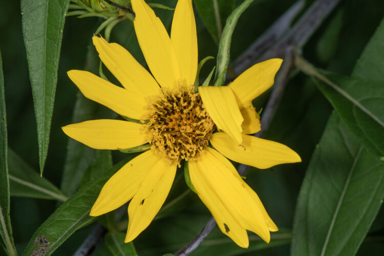 photo of a sawtooth sunflower with a bent ray flower