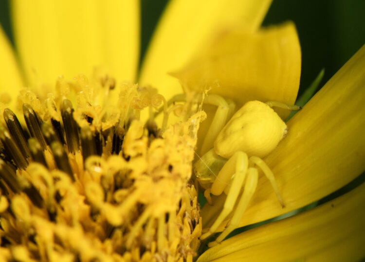 photo of a female white-baned crab spider hiding in a flower