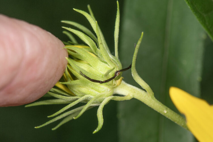male white-banded crab spider near a female