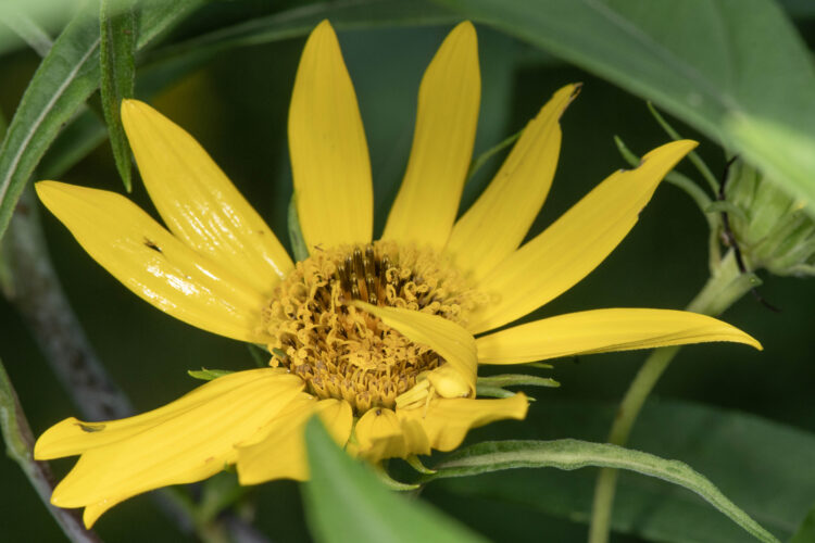female white-banded crab spider with a nearby suitor