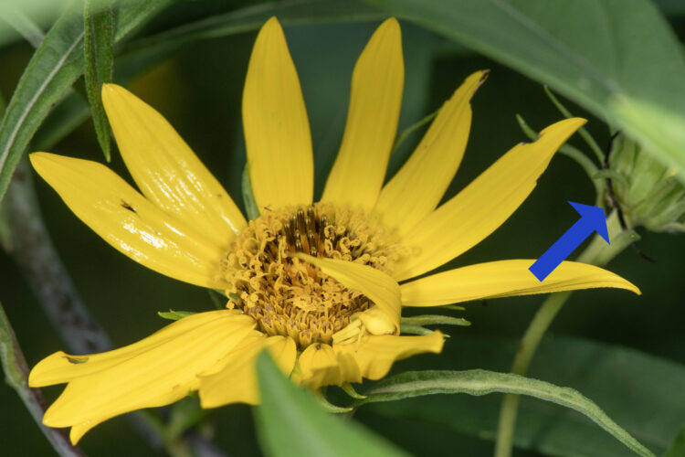 a female white-banded crab spider with a nearby suitor highlighted with a blue arrow